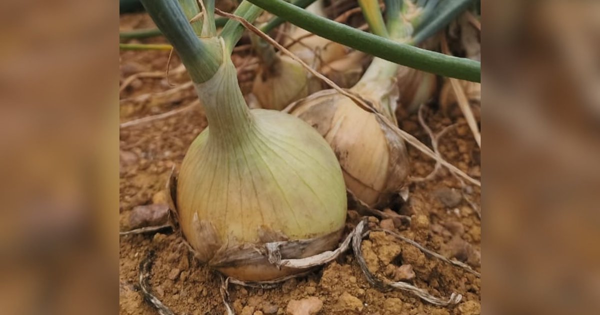 Chuva excessiva reduz produção e dispara preço da cebola em Araxá