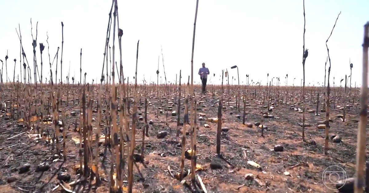 Incêndios destroem lavouras de milho em três municípios goianos