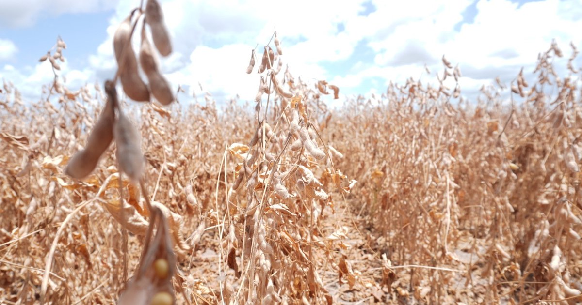 Super El Niño ameaça safra de soja e pressiona economia de Goiás
