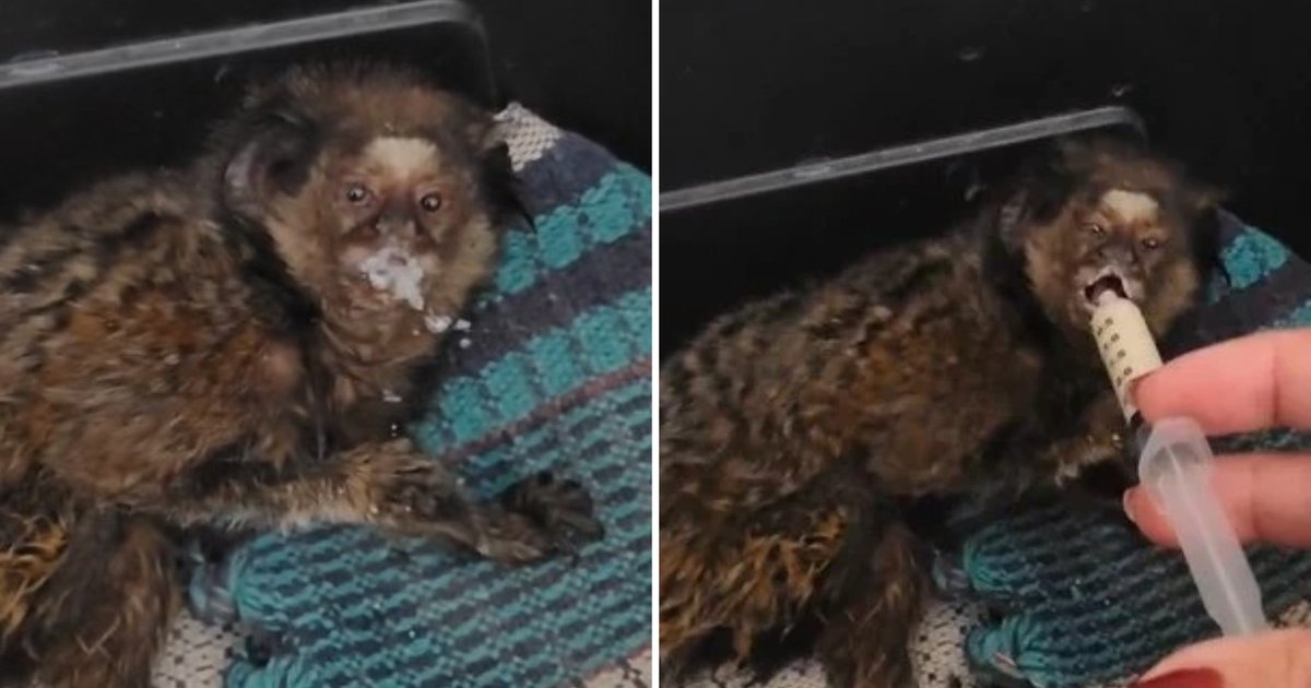 Sagui é resgatado após choque elétrico em rede urbana de Anápolis