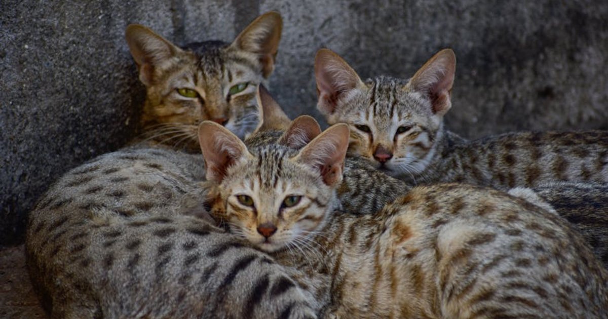 Multa por maus-tratos a animais em Goiânia