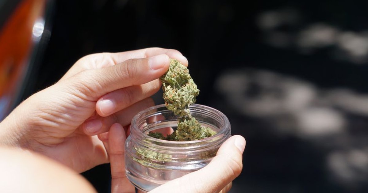 Cannabis medicinal supera 950 mil pacientes no Brasil e impulsiona mercado em Goiânia