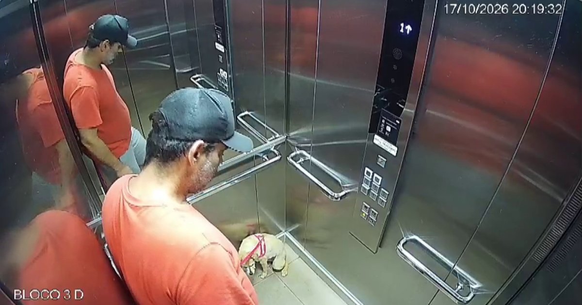 Homem é preso após agredir cachorra em elevador de condomínio no interior de São Paulo