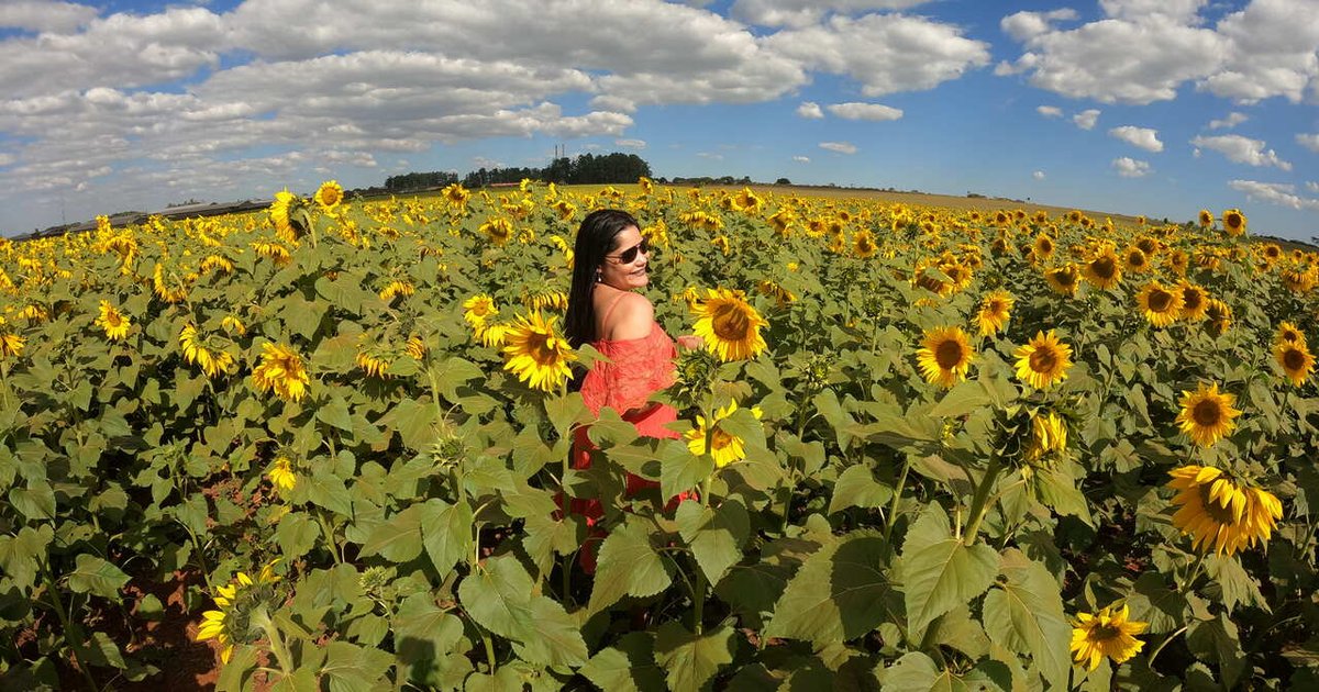 Goiânia mantém ilhas de flores em meio à seca severa