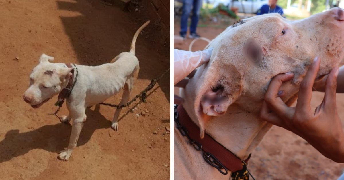 Pit bull resgatado após oito meses acorrentado em Goiânia; tutor é preso