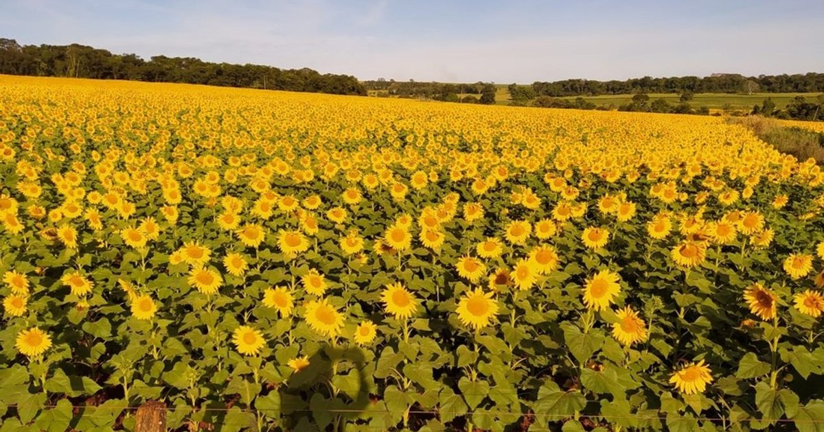 Goiás lidera produção de girassol no Brasil