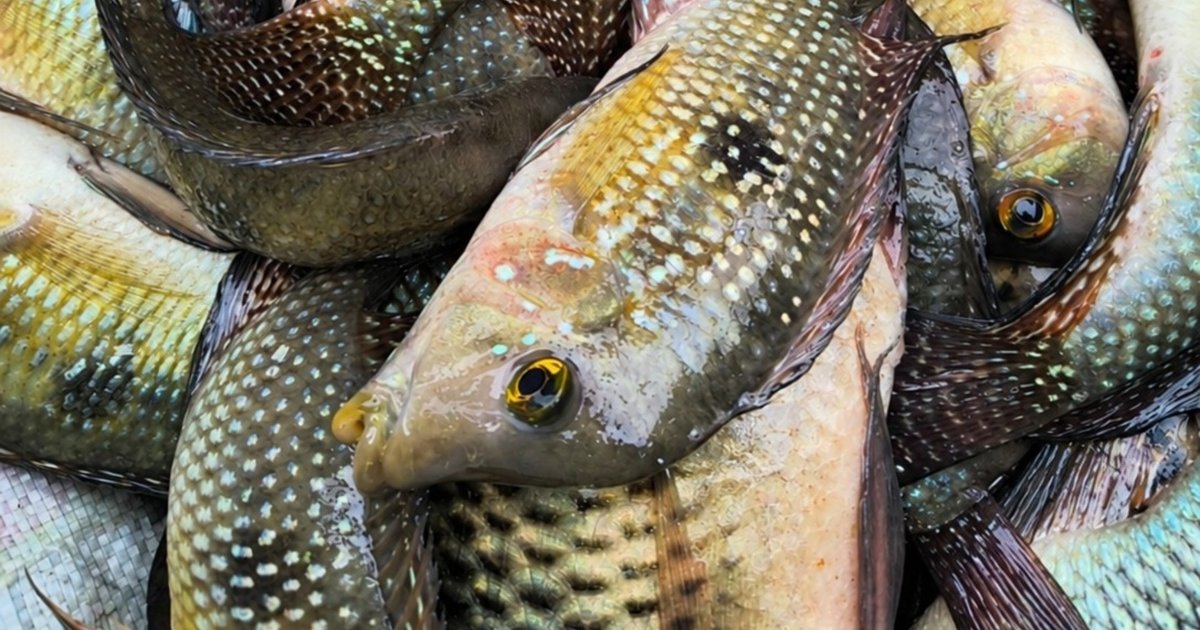 Dois homens são multados por pesca ilegal na Represa de Itupararanga