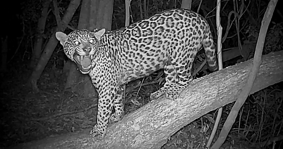 Onça-pintada Manchita é flagrada cruzando fronteira entre Brasil e Argentina