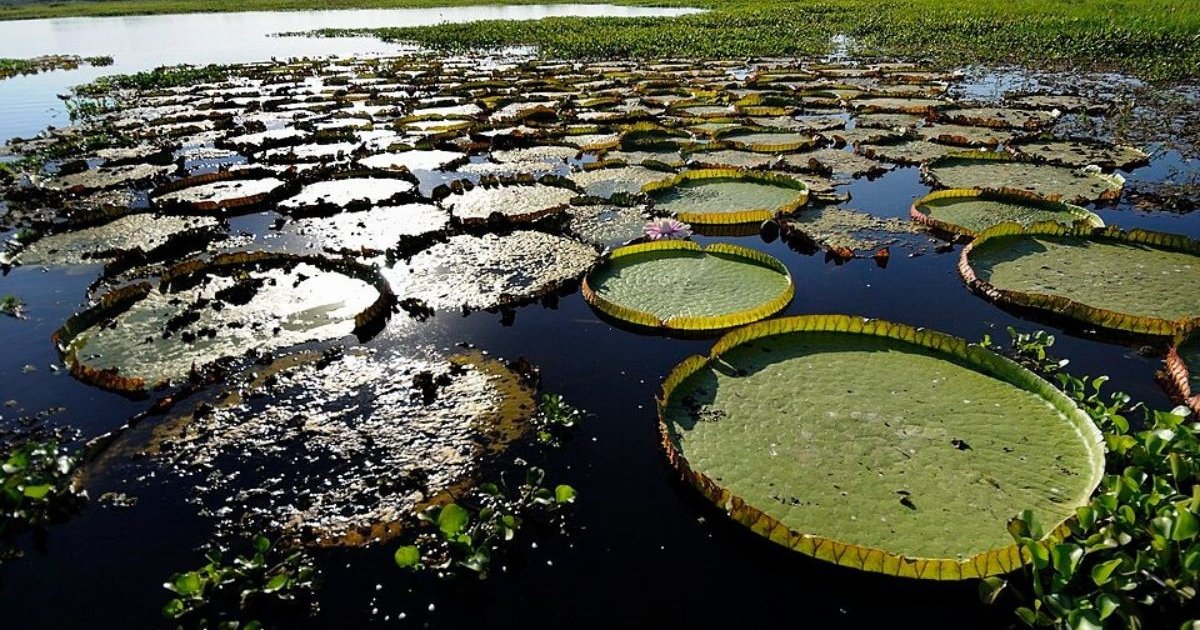 Candidatos a governador de MS detalham planos para o Pantanal