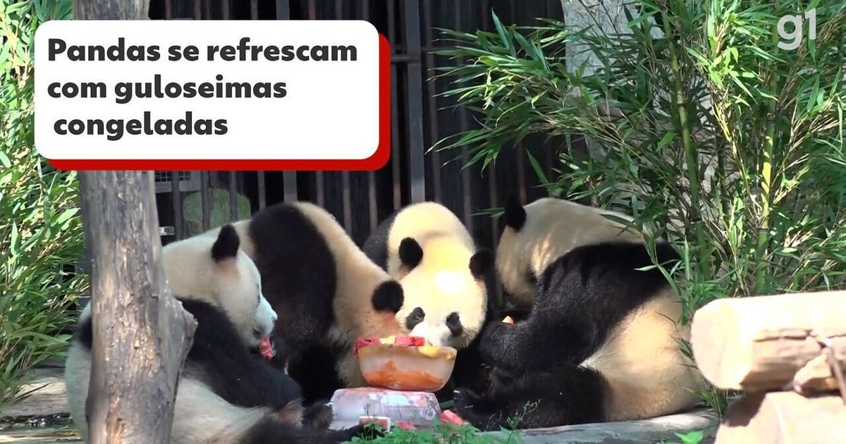 Panda gigante na Holanda era fêmea e não macho, descobre zoológico