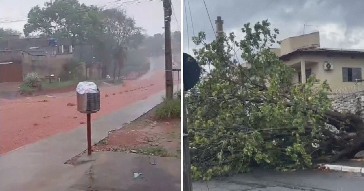 Chuva forte derruba árvores e interdita vias em Goiânia e cidades vizinhas