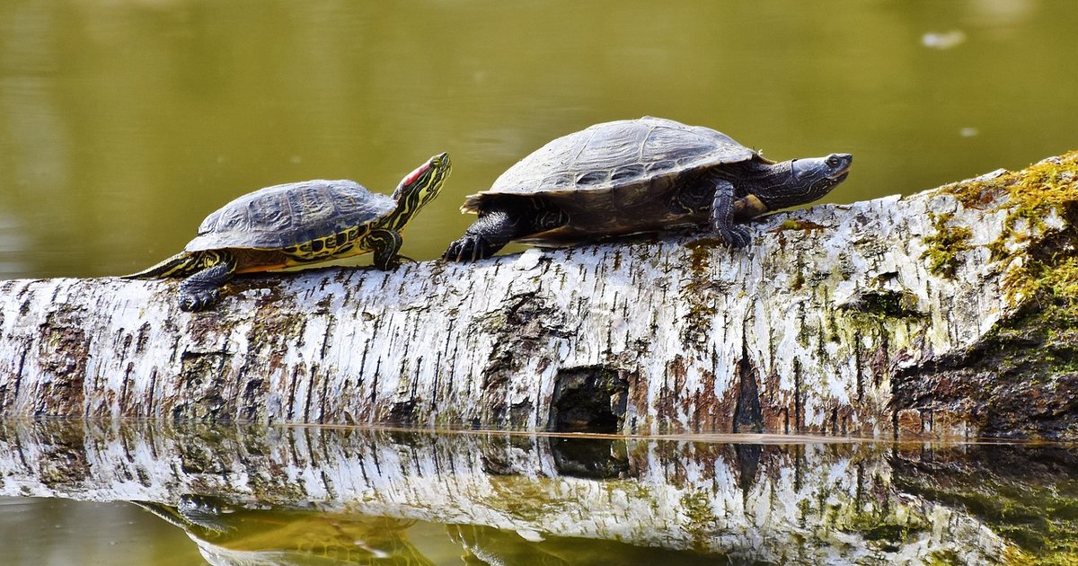 Tartarugas: Os Animais Mais Longevos