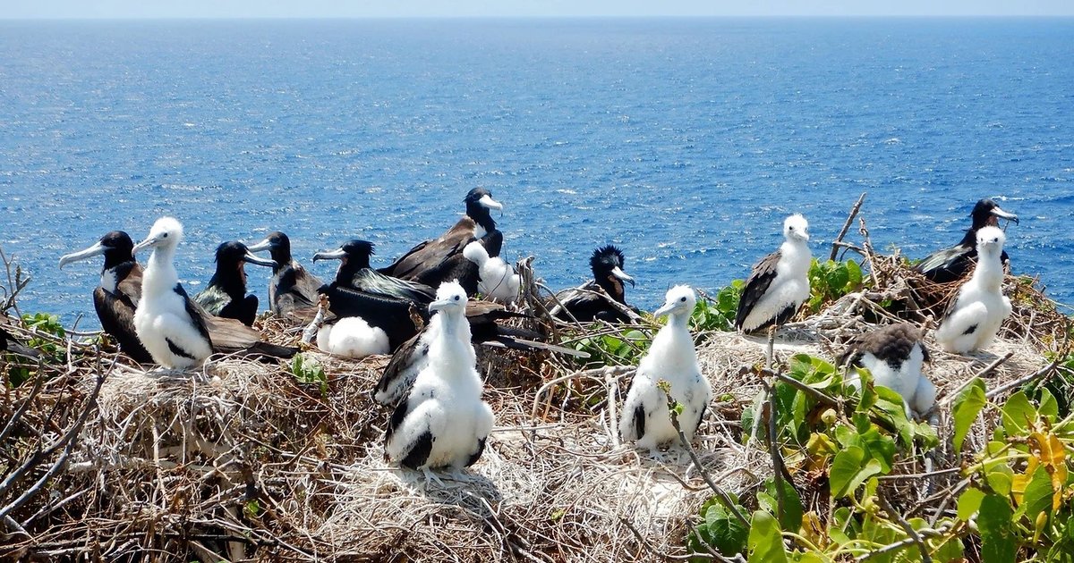 ICMBio alerta para risco de doenças ao se aproximar de aves em Fernando de Noronha