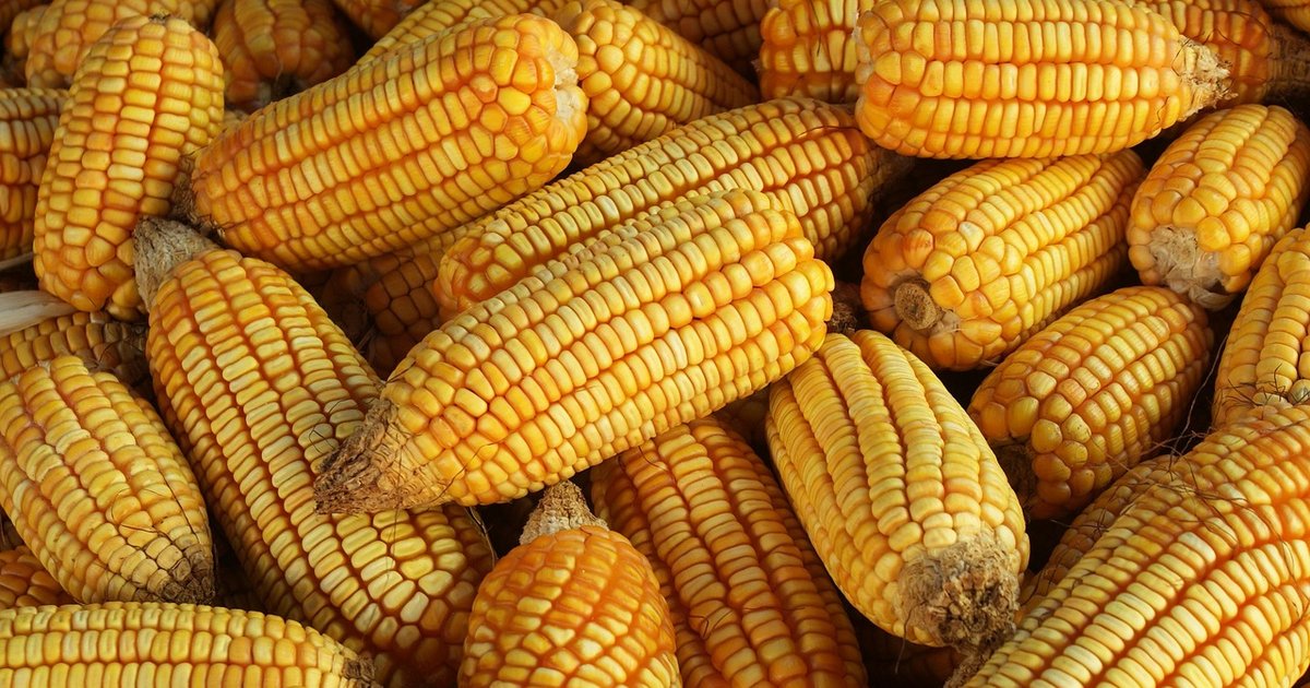 Amazônia Agro: Impacto na Economia Local