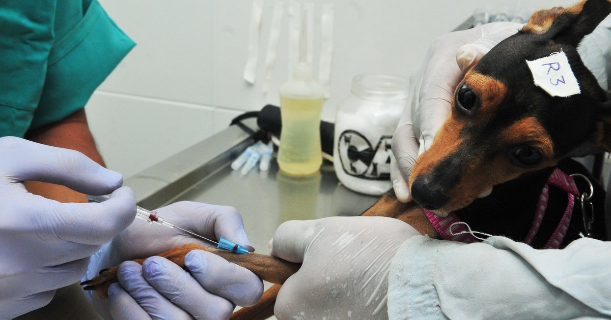 DF abre 660 vagas para castração gratuita de cães e gatos; Goiânia ainda não tem programa similar