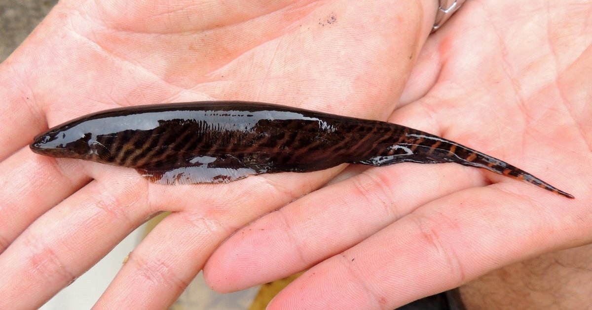 Peixe elétrico inspira pesquisa para tecnologias que 'enxergam' no escuro