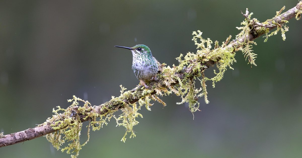 Aves Sentem Gosto? Araras Comem Pimenta sem Ardência