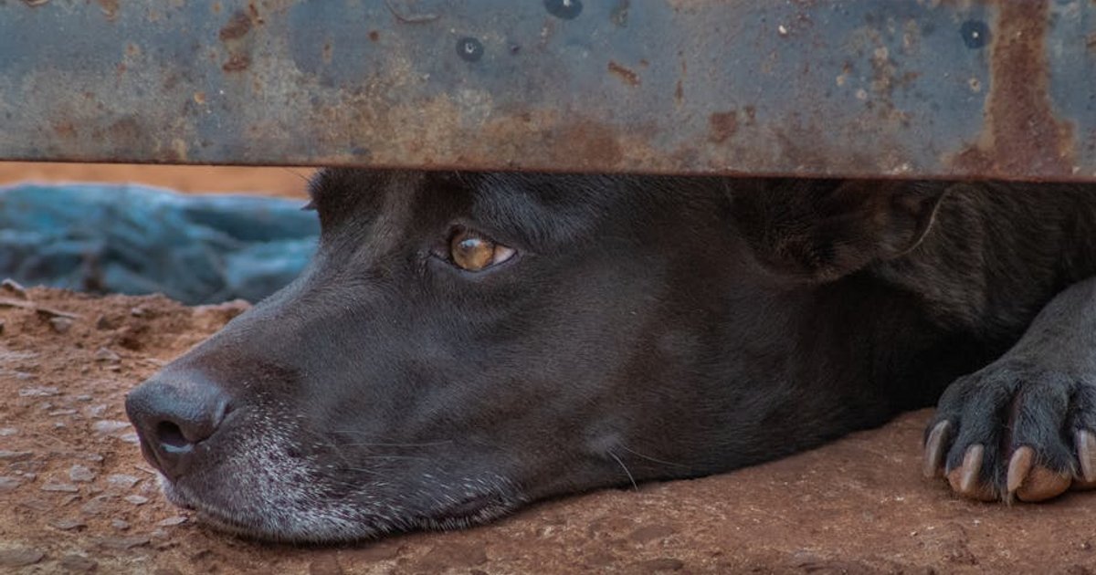 Suspeito de incendiar cãozinho é multado em R$ 50 mil