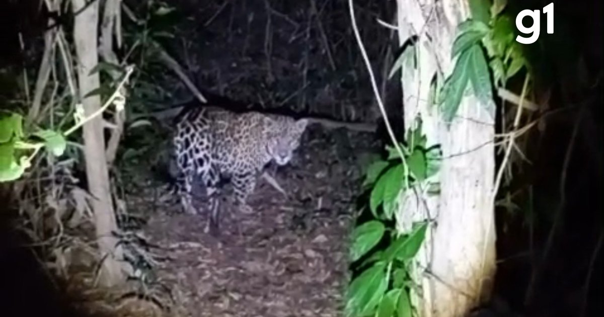 Pescador filma onça-pintada a dois metros durante pescaria noturna em MT