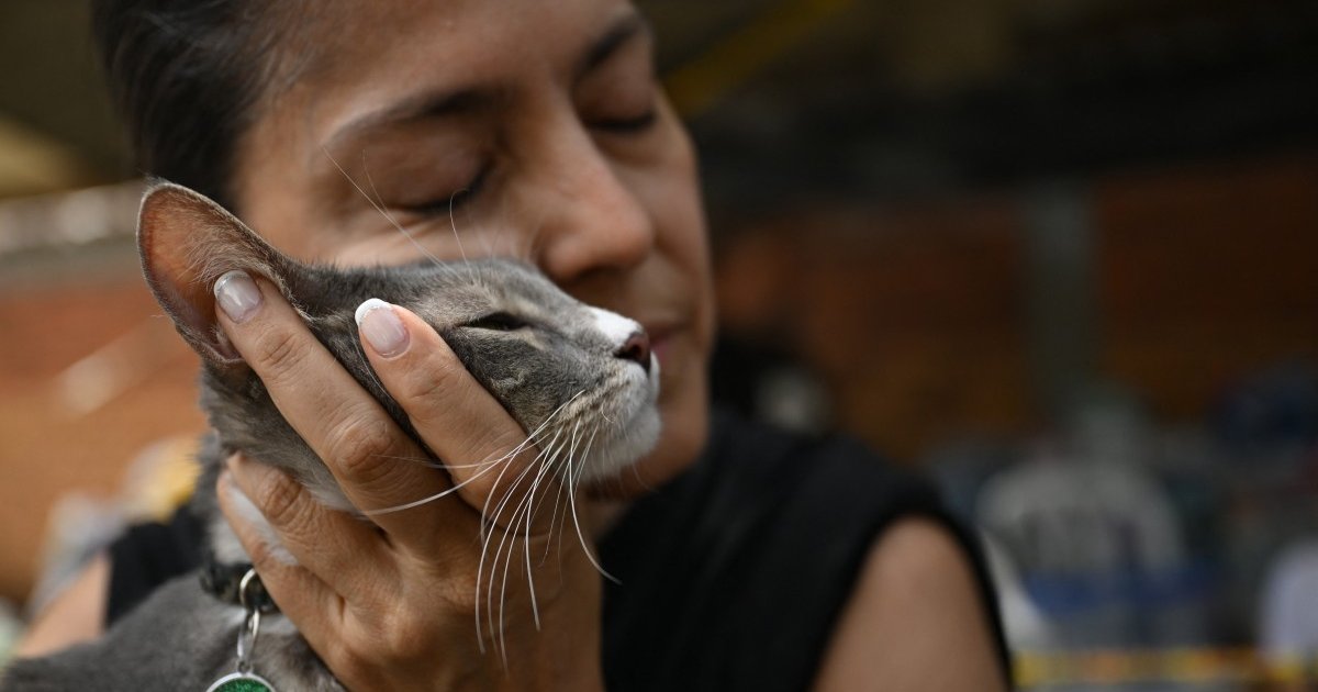 Sobreviventes reencontram pets após terremoto na Colômbia