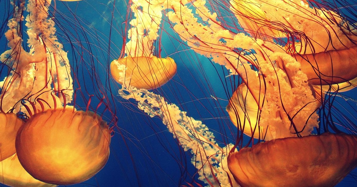 Oceano Profundo: Estudo Revela Enigma