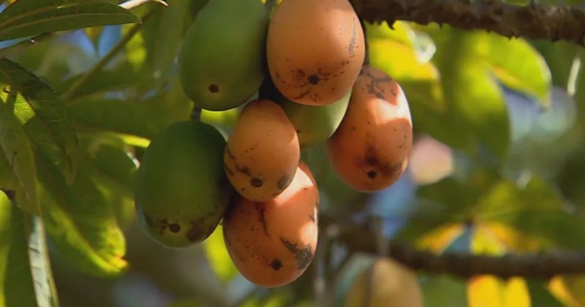 Jaracatiá: fruta do Cerrado que se come inteira ganha espaço na culinária goiana