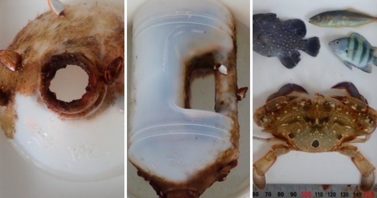 Caranguejo cresce preso em garrafa plástica e revela crise oculta da poluição marinha