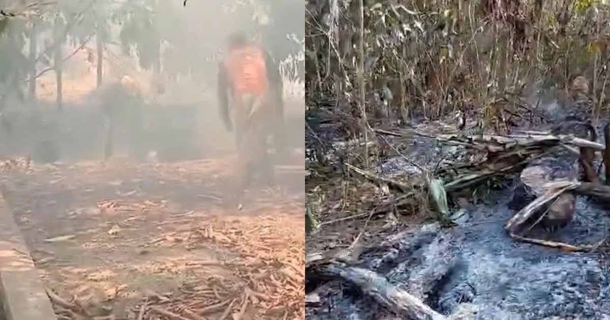 Queimadas destroem lavouras e dobram preço da mandioca em Parintins