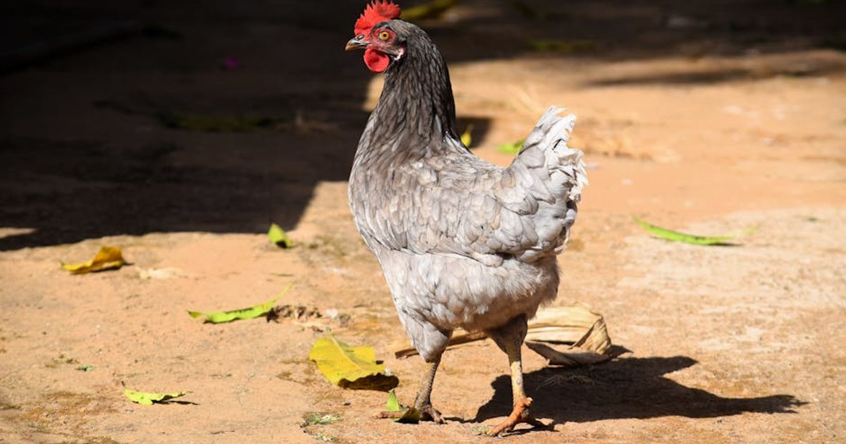 Goiás Confirma Primeiro Caso de Febre Oropouche