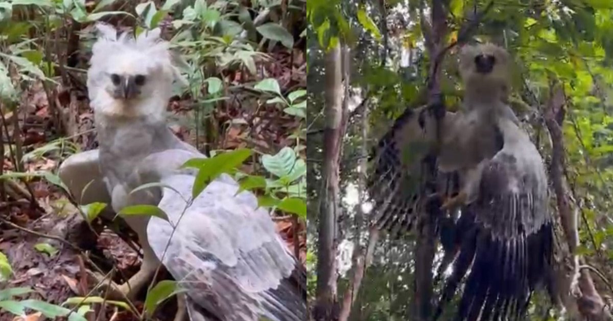 Harpia é flagrada por criador de conteúdo durante trilha em Rondônia