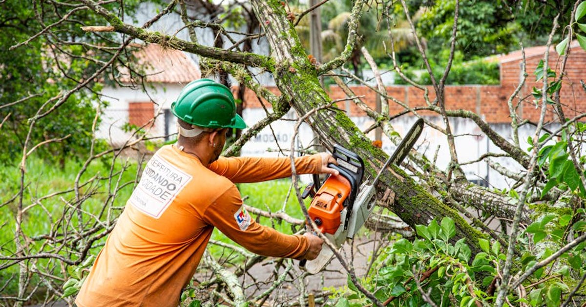 Poda de árvore sete-copas em Goiânia gera polêmica