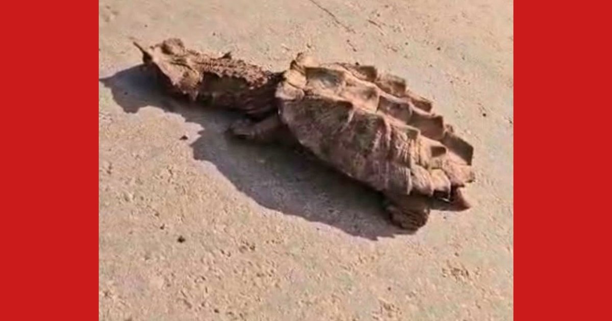 Cágado exótico é flagrado em rodovia no Acre; caso reflete crise de biodiversidade no Centro-Oeste