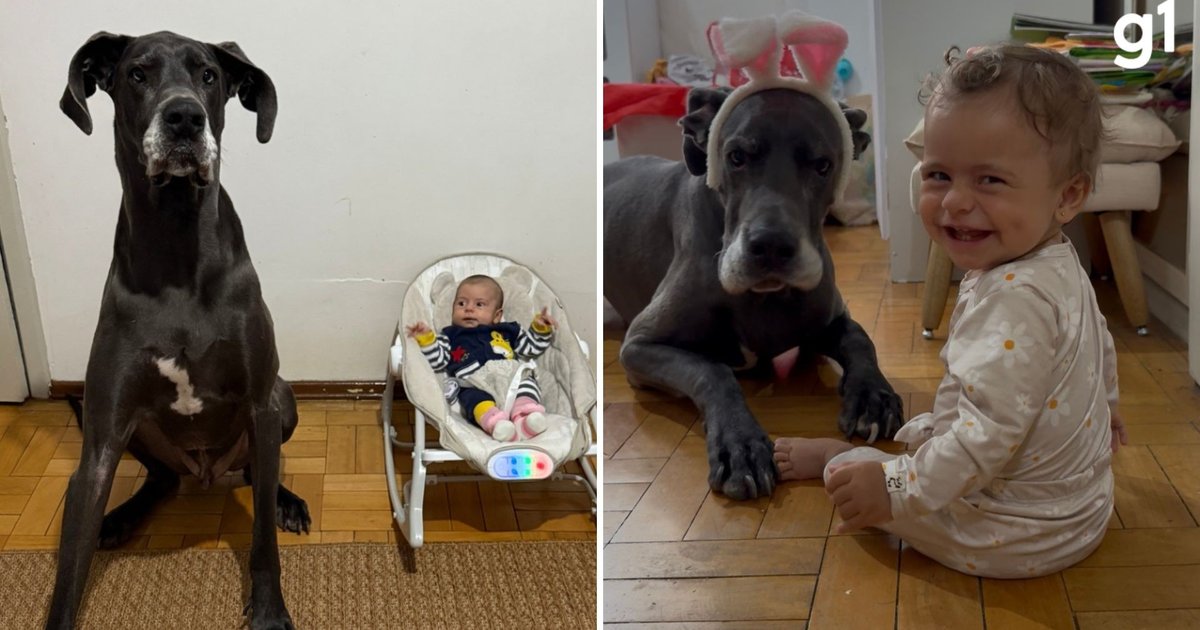 Cachorro vira 'babá' de bebê e viraliza; história inspira debate em Goiânia sobre pets em hospitais