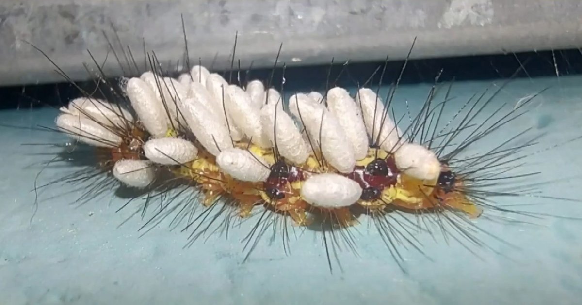 Lagarta com casulos brancos revela ação de vespa parasitoide em SP