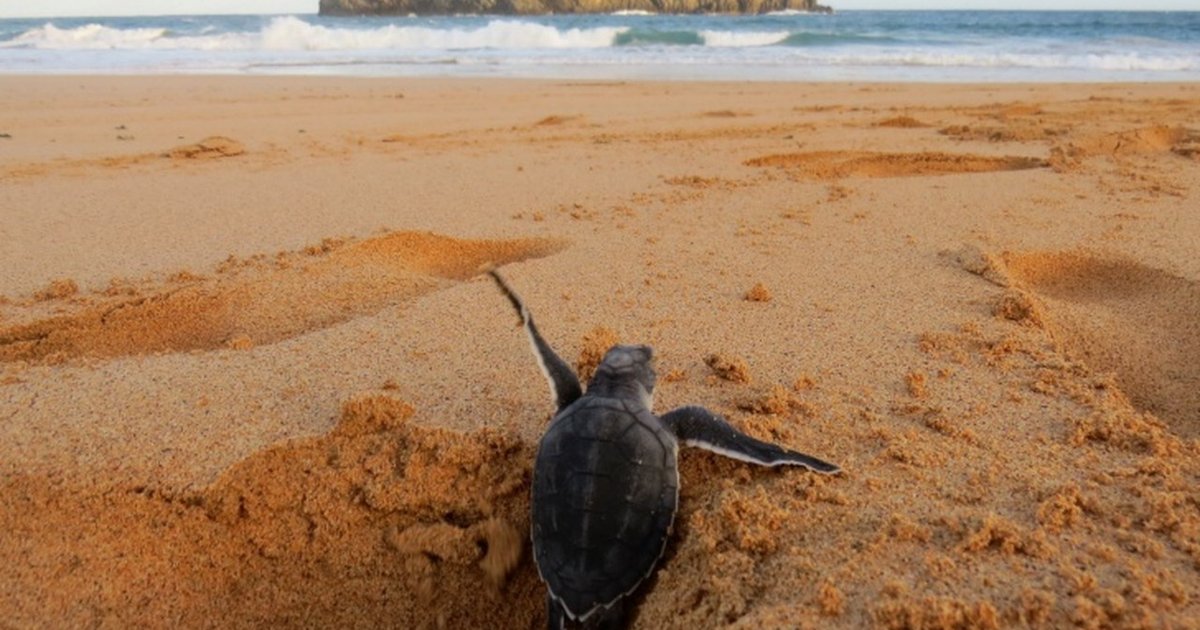 Observadores da Natureza recebem registros de fauna em Fernando de Noronha