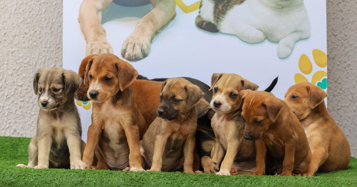 Aparecida de Goiânia realiza feira de adoção de cães e gatos neste sábado