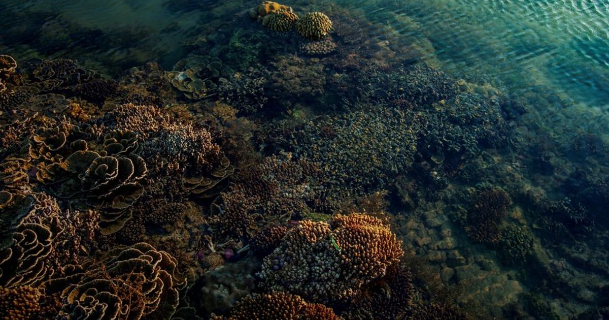 Recifes de Coral Resistentes