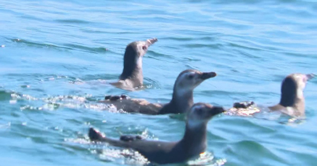 Seis pinguins-de-Magalhães voltam ao mar após reabilitação no Rio