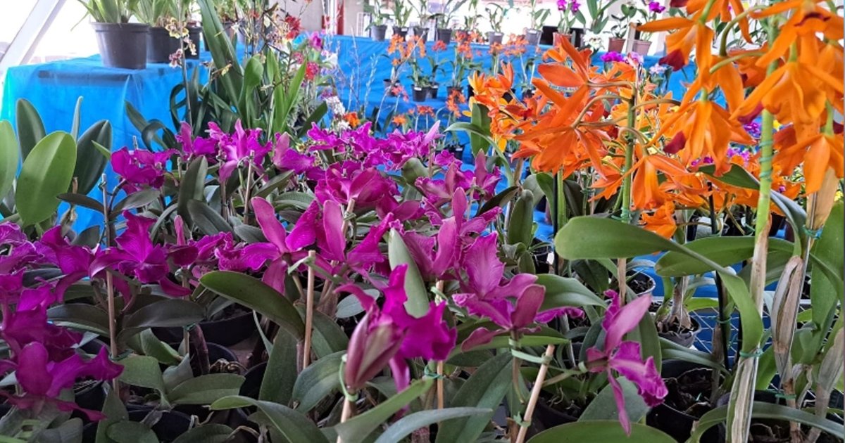 Como adaptar o cultivo de orquídeas ao clima seco do cerrado goiano