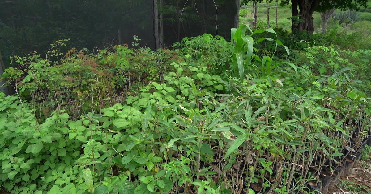 Agroecologia e recaatingamento mudam paisagem e vida de famílias no Sertão