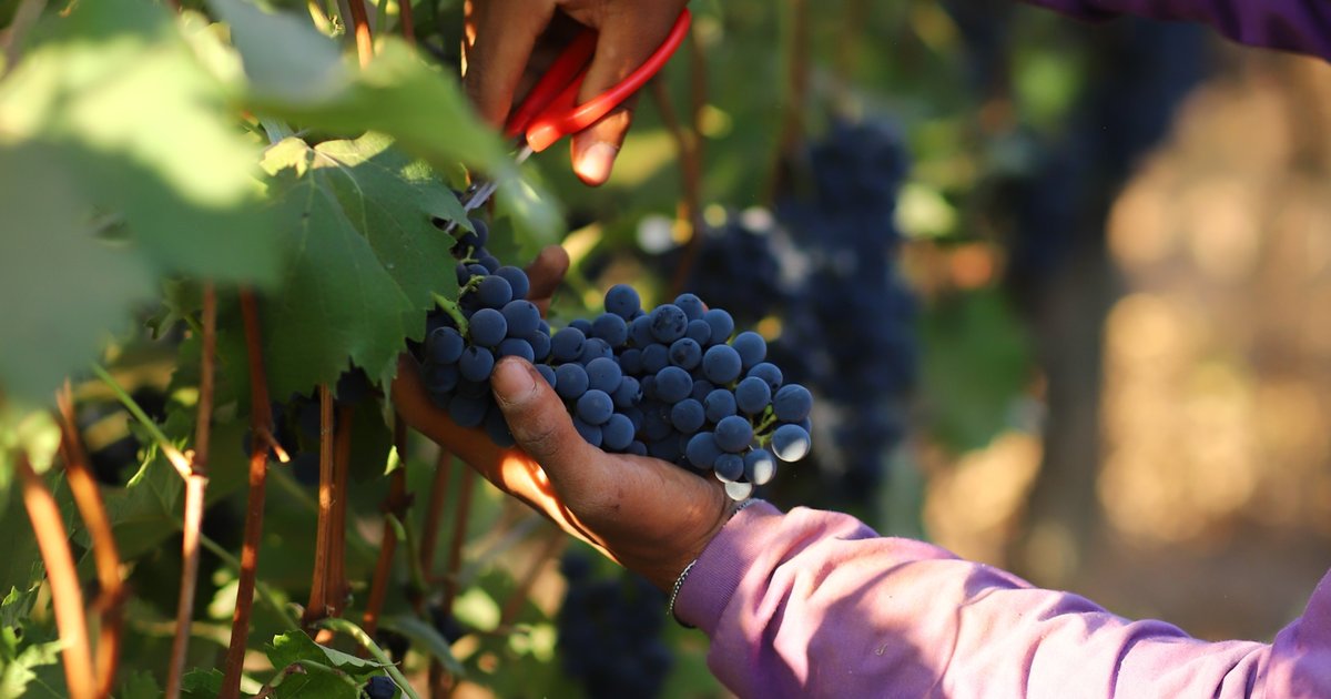 Produção de uva dobra em Goiás e impulsiona rota do vinho no Cerrado