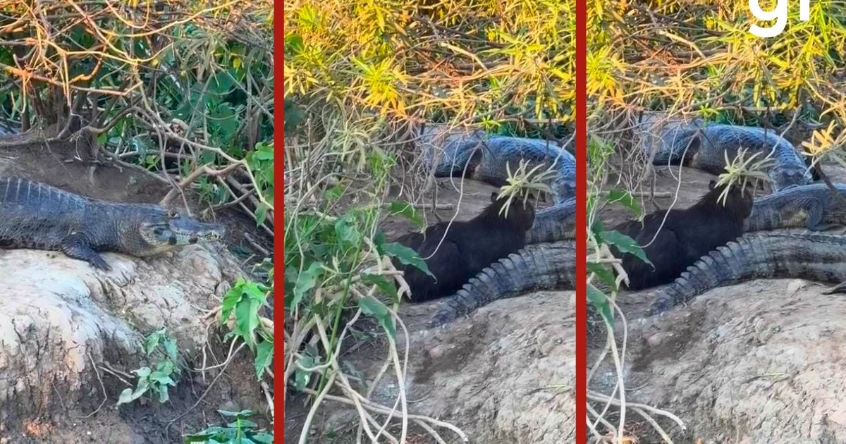 Capivara descansa entre jacarés na Transpantaneira e vídeo repercute nas redes
