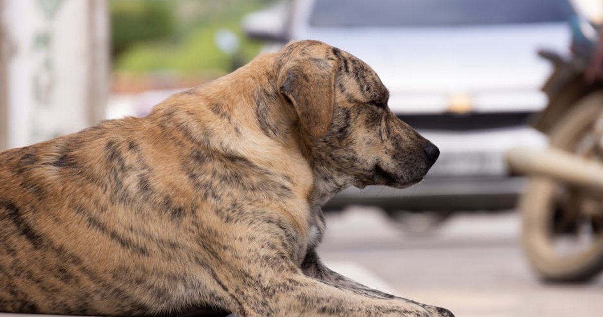 Multa por Crueldade Animal