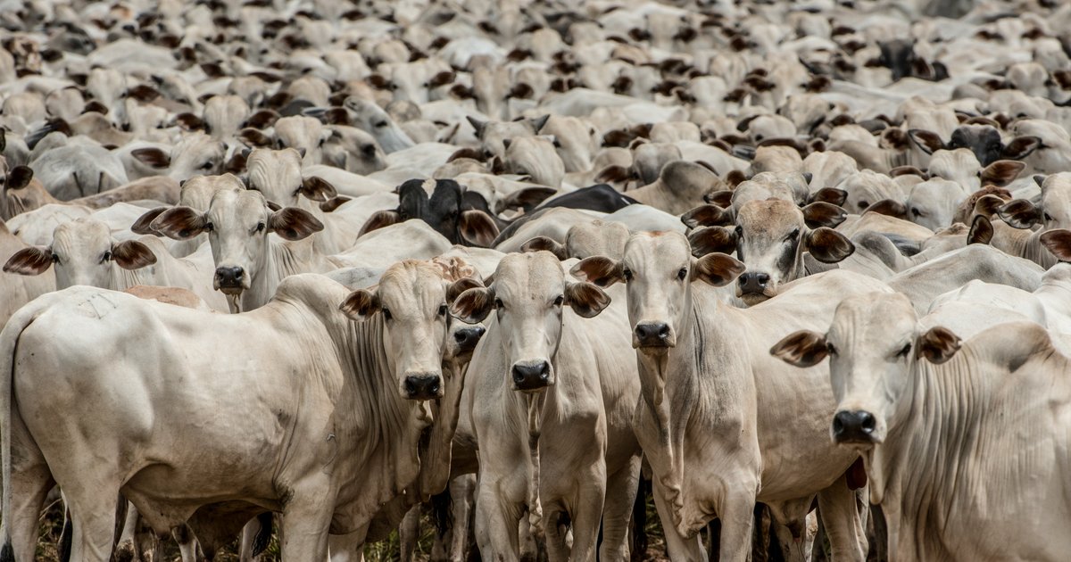 Goiás lidera rebanho bubalino no Centro-Oeste com expansão da criação