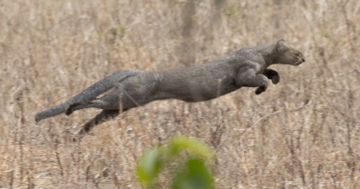 Jaguarundi passa a ser considerado 'quase ameaçado' pela IUCN e alerta para conservação no Cerrado