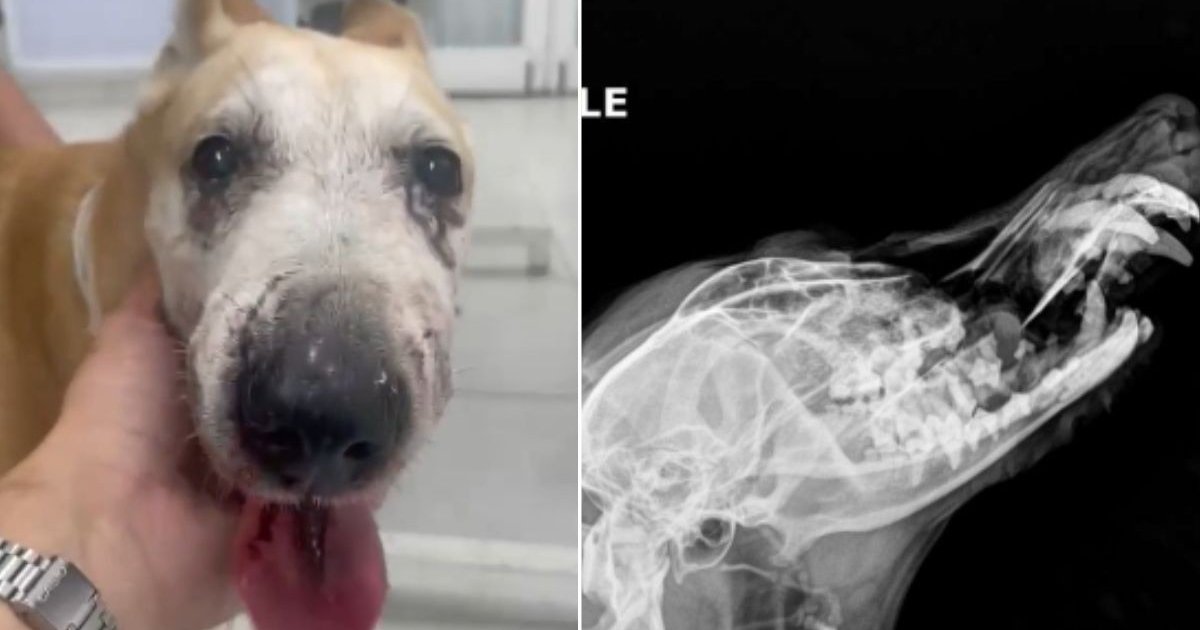 Cadela tem focinho fraturado em ataque de American Bully; caso levanta debate em Goiânia