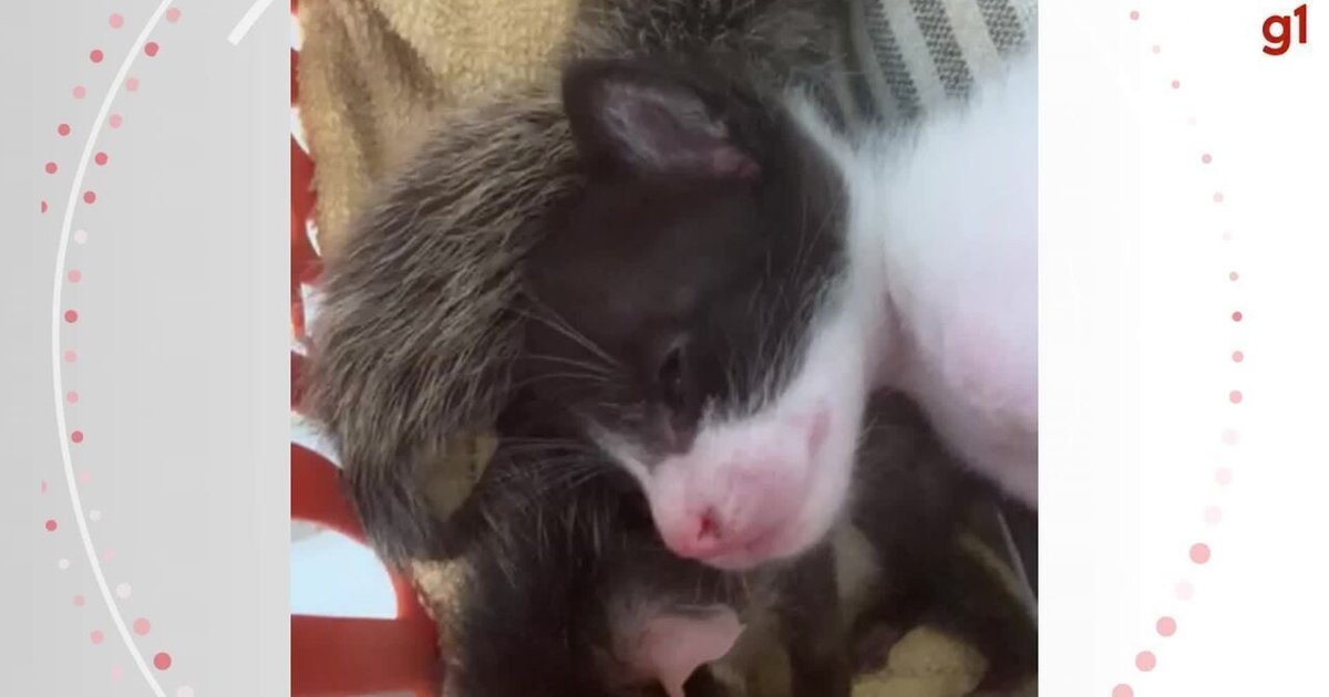 Gata amamentando adota filhotes de gambá abandonados em Vila Velha