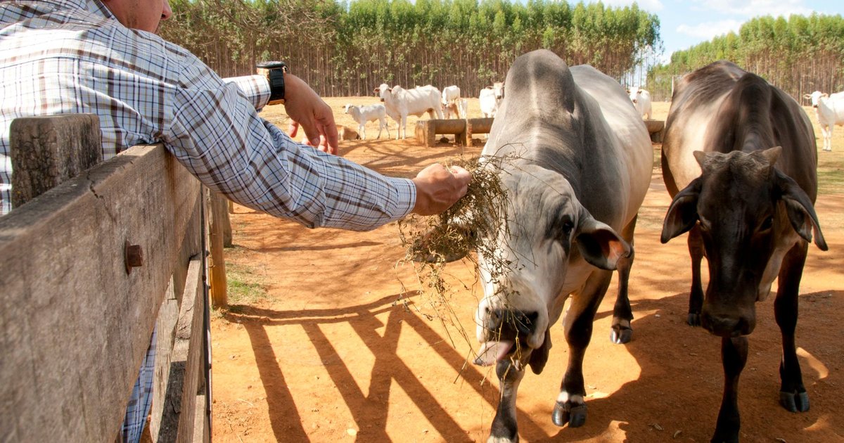 Carne Bovina de Goiás Enfrenta Desafios