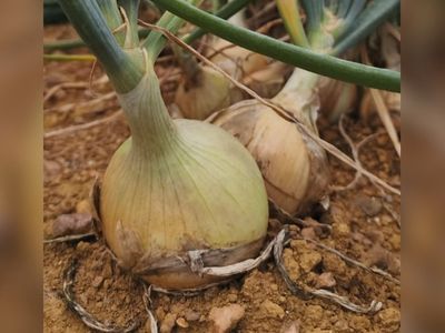 Chuva excessiva reduz produção e dispara preço da cebola em Araxá