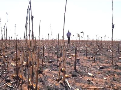 Incêndios destroem lavouras de milho em três municípios goianos